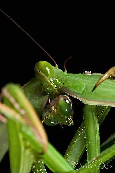 交配过程中雌螳螂吃掉雄螳螂全过程