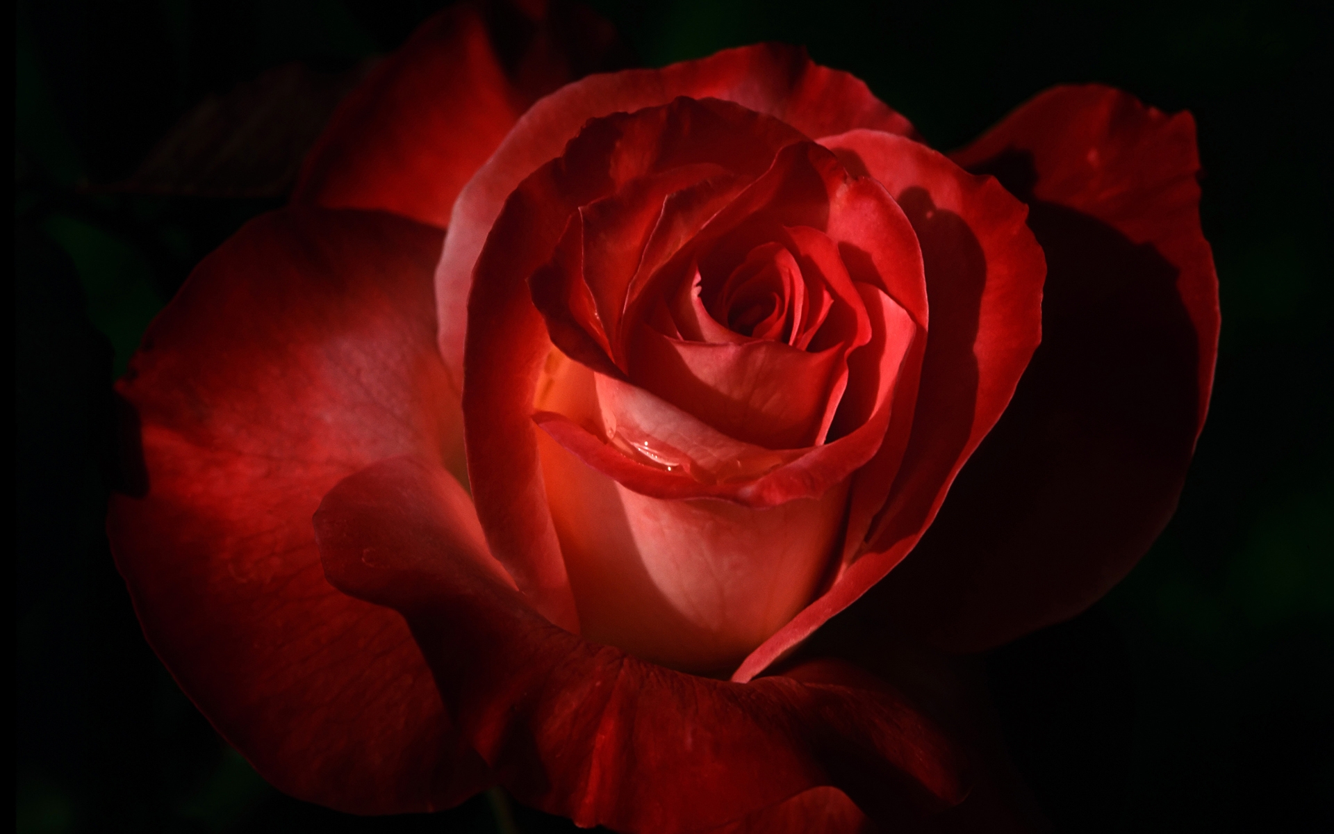 玫瑰是爱情的象征,是情人眼中最妖娆的花儿.