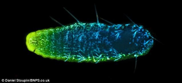 显微镜拍奇特荧光微生物:水蚤似外空来客